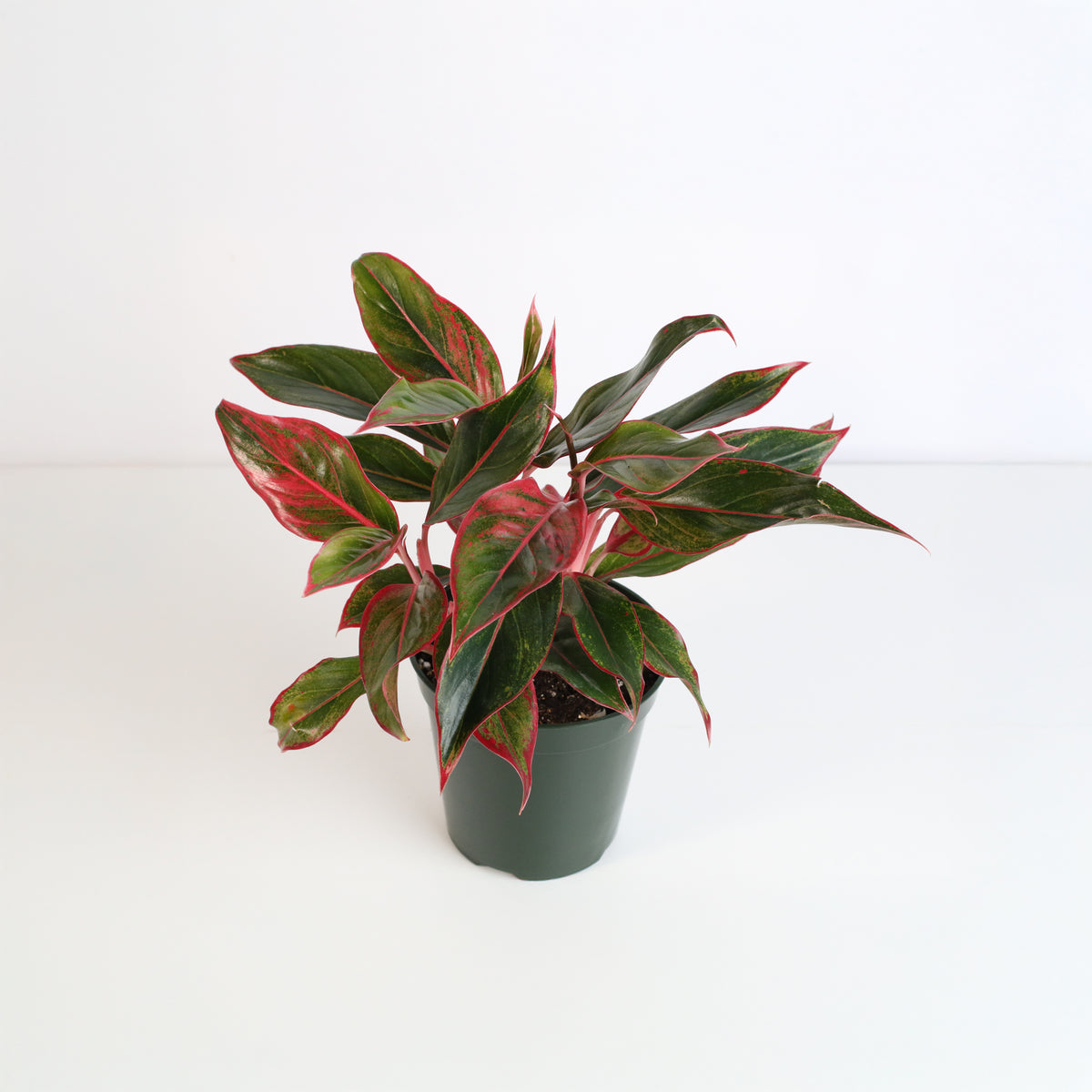 Aglaonema Siam