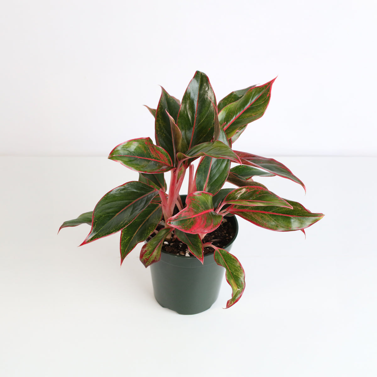 Aglaonema Siam