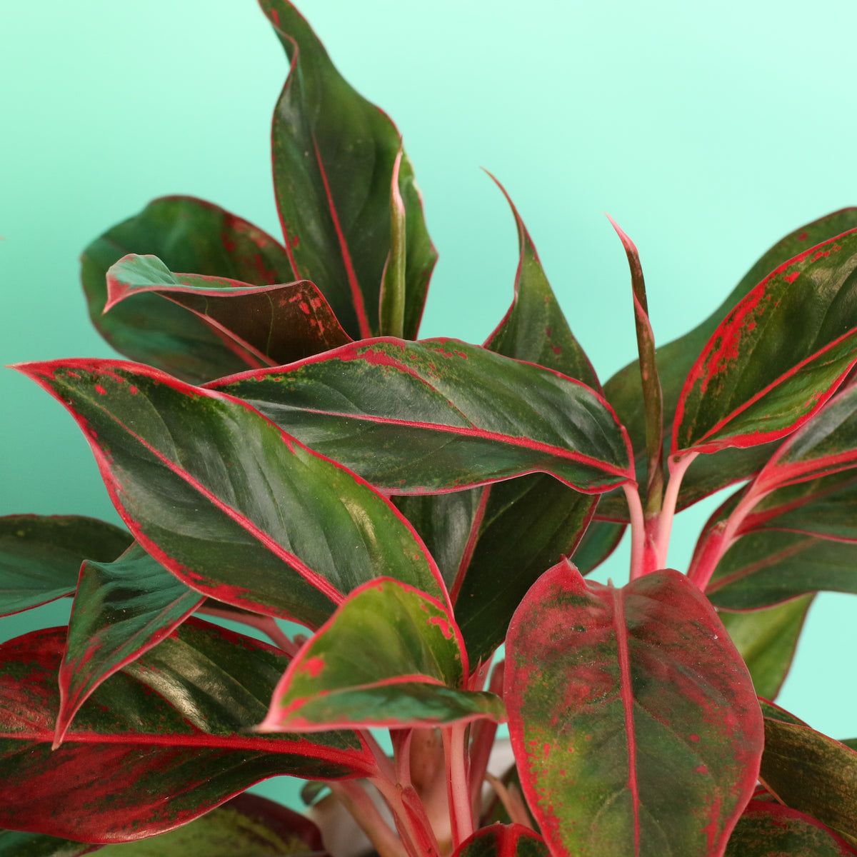 Aglaonema Siam