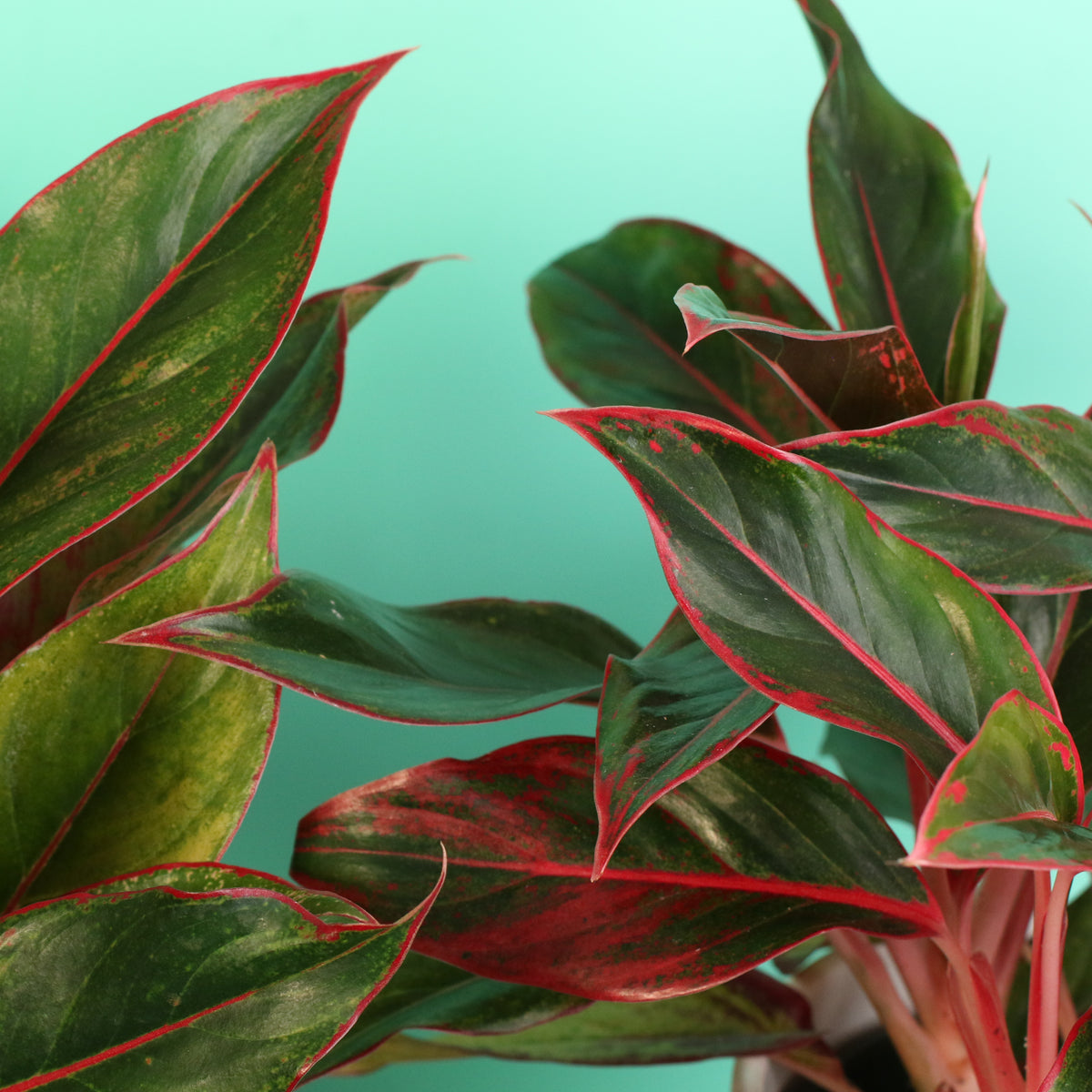 Aglaonema Siam