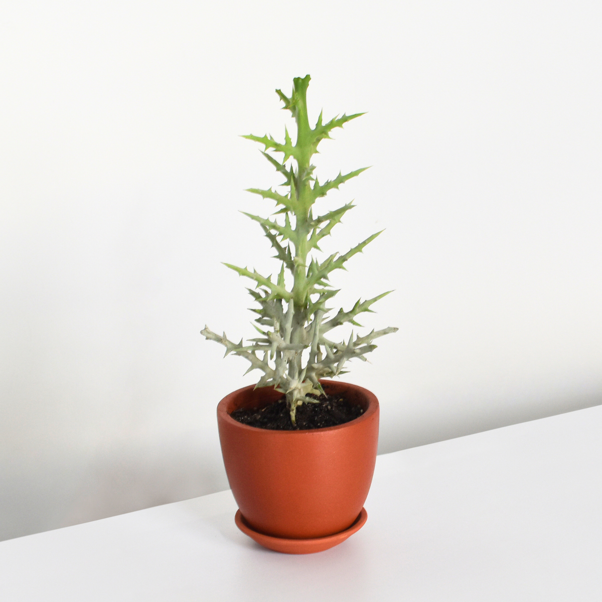 Silver Thicket African Succulent