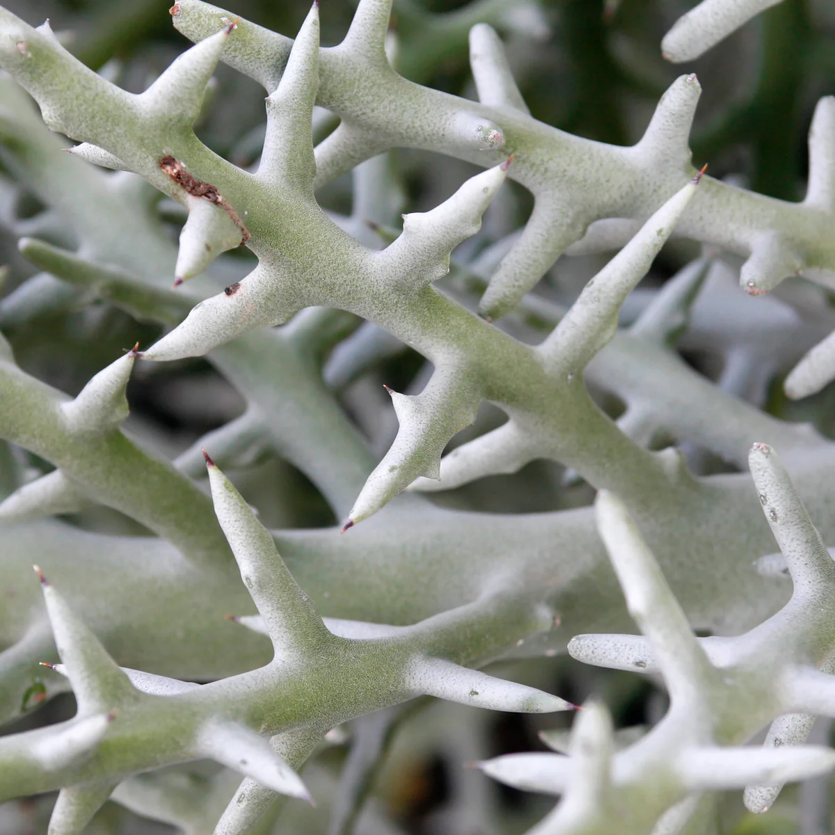 Silver Thicket African Succulent