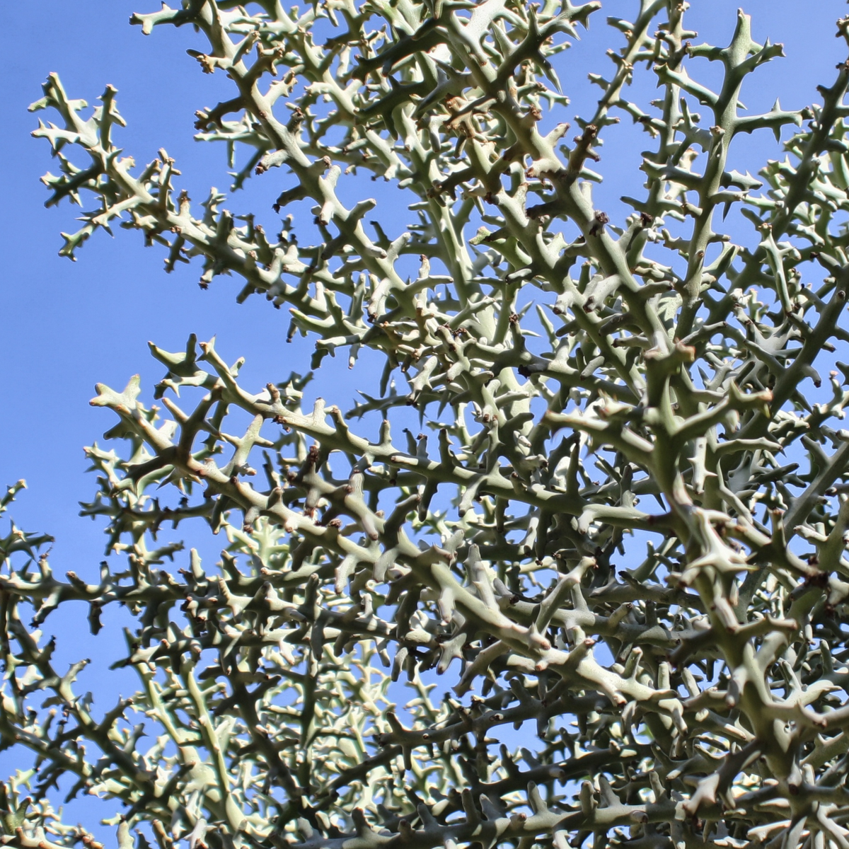 Silver Thicket African Succulent