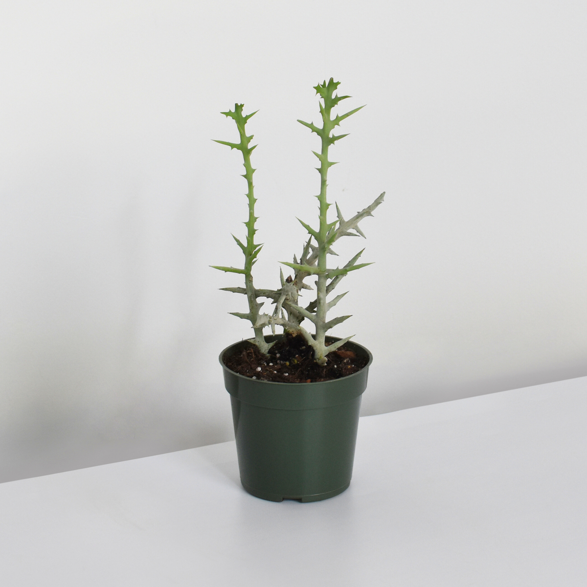 Silver Thicket African Succulent