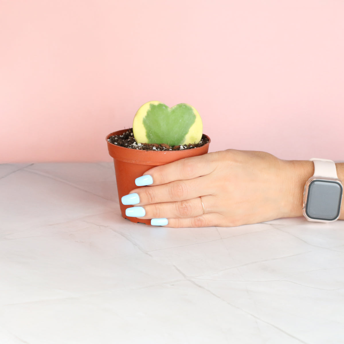 Hoya Kerrii 'Heart' Variegated