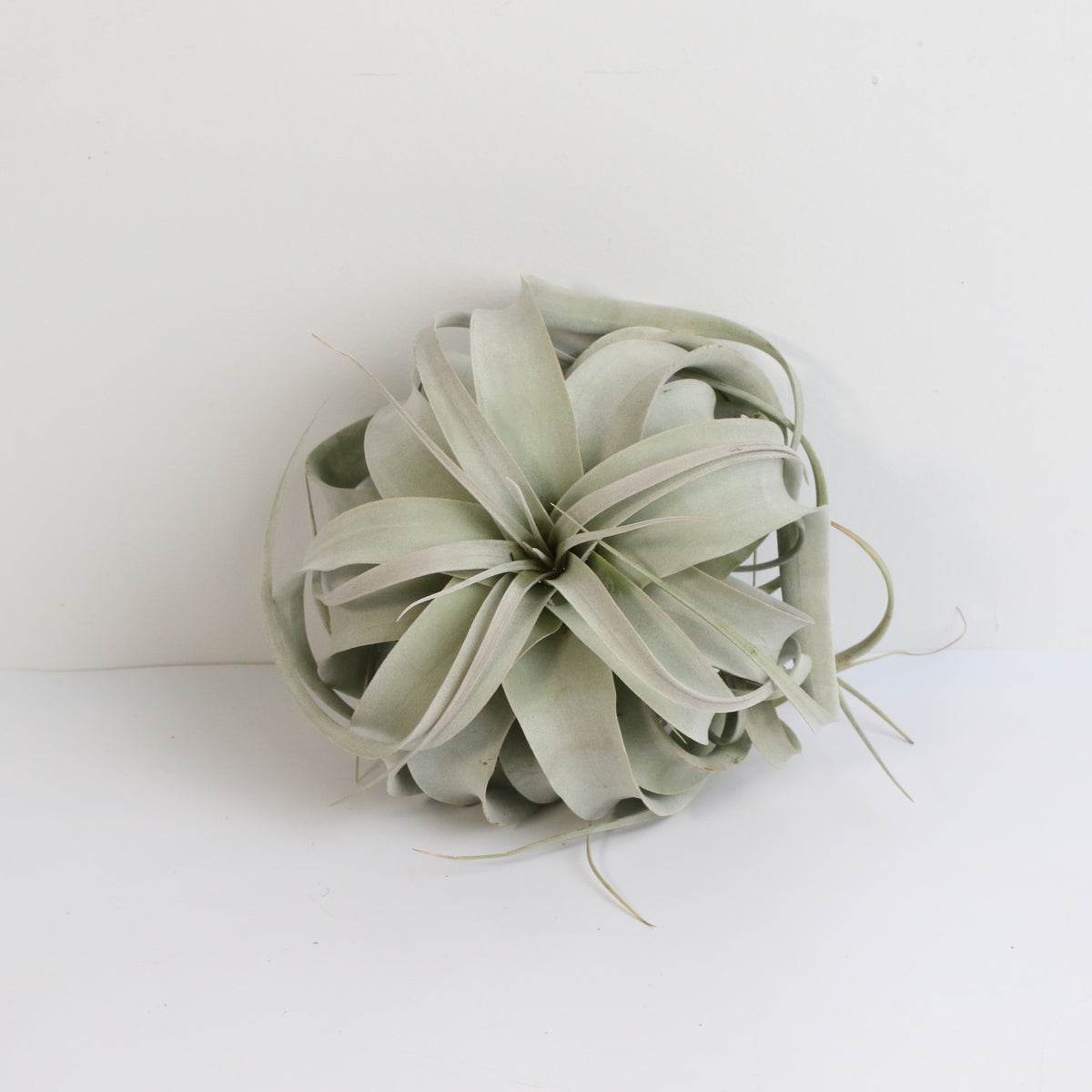 Tillandsia Xerographica Air Plant