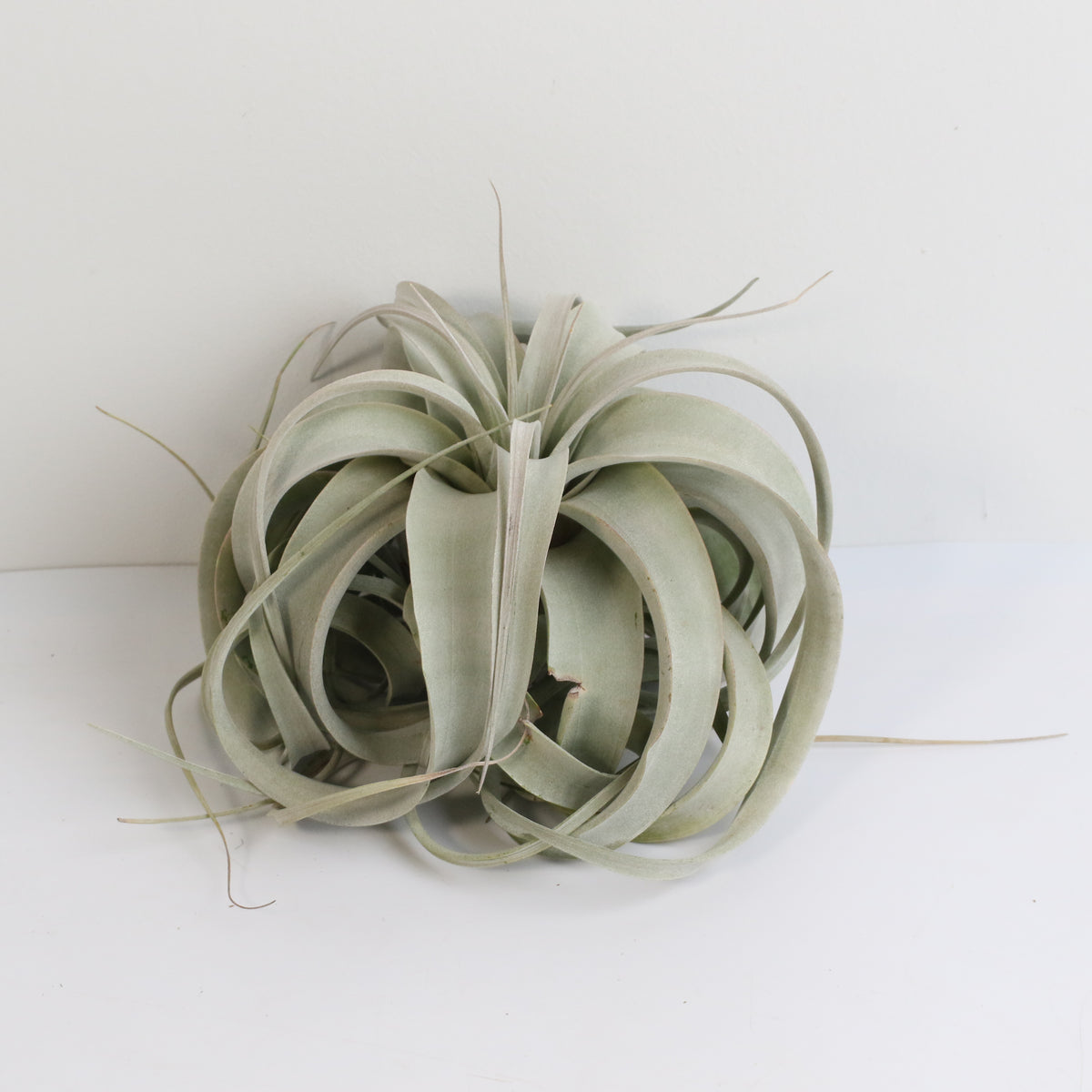 Tillandsia Xerographica Air Plant