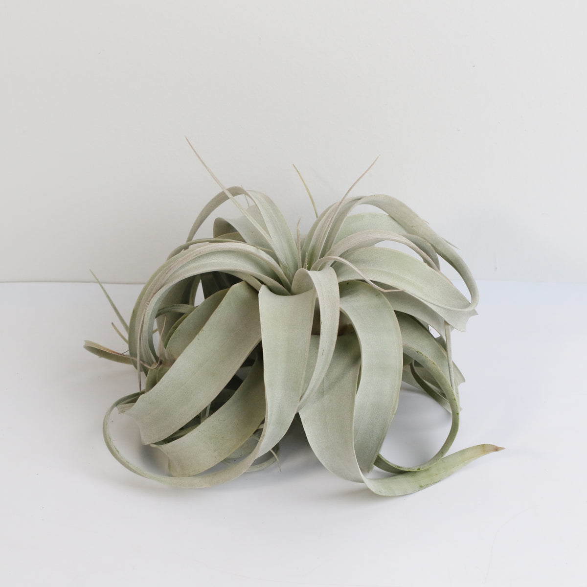 Tillandsia Xerographica Air Plant