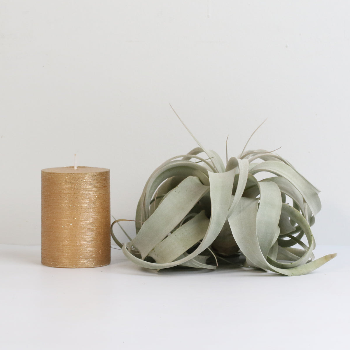 Tillandsia Xerographica Air Plant