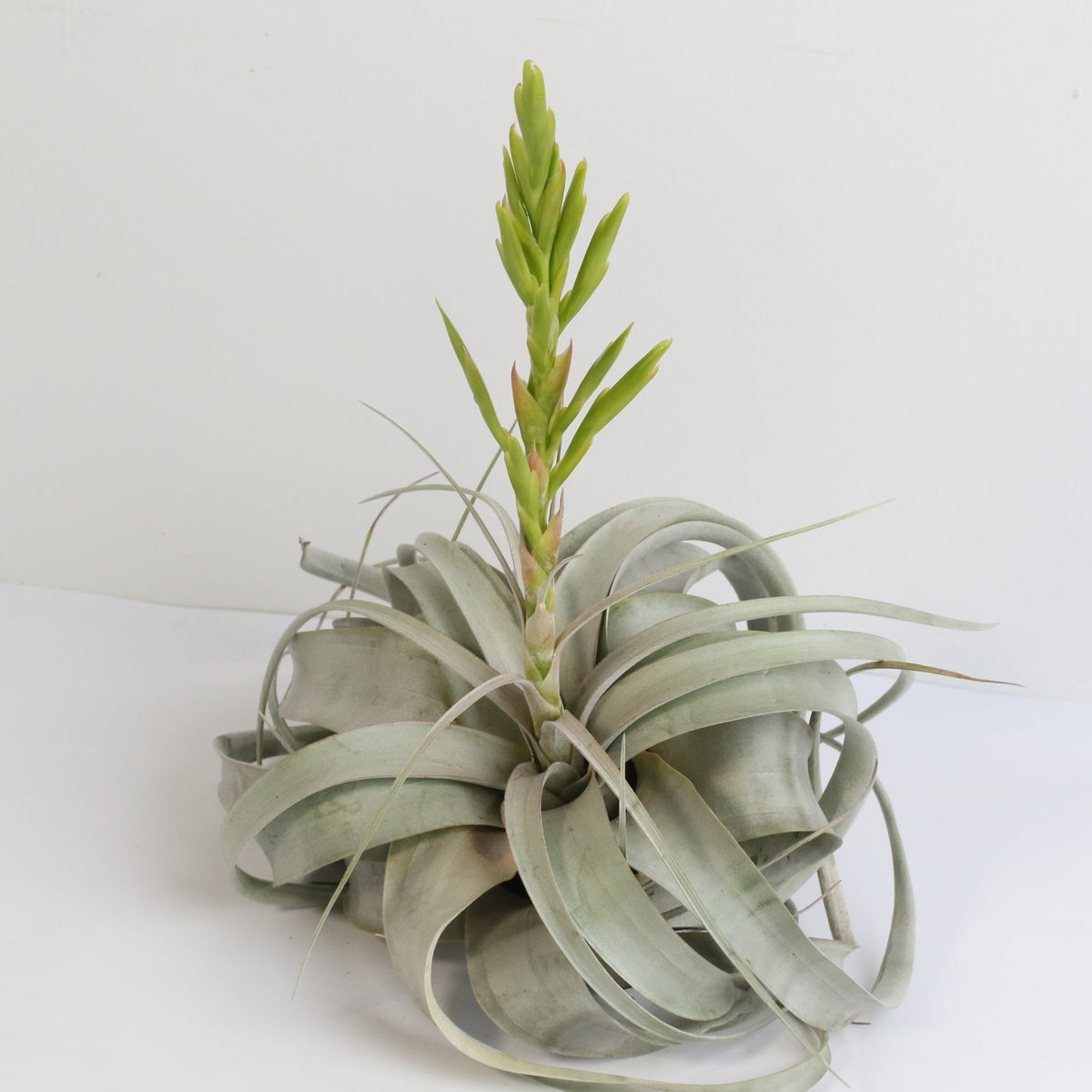 Tillandsia Xerographica Air Plant