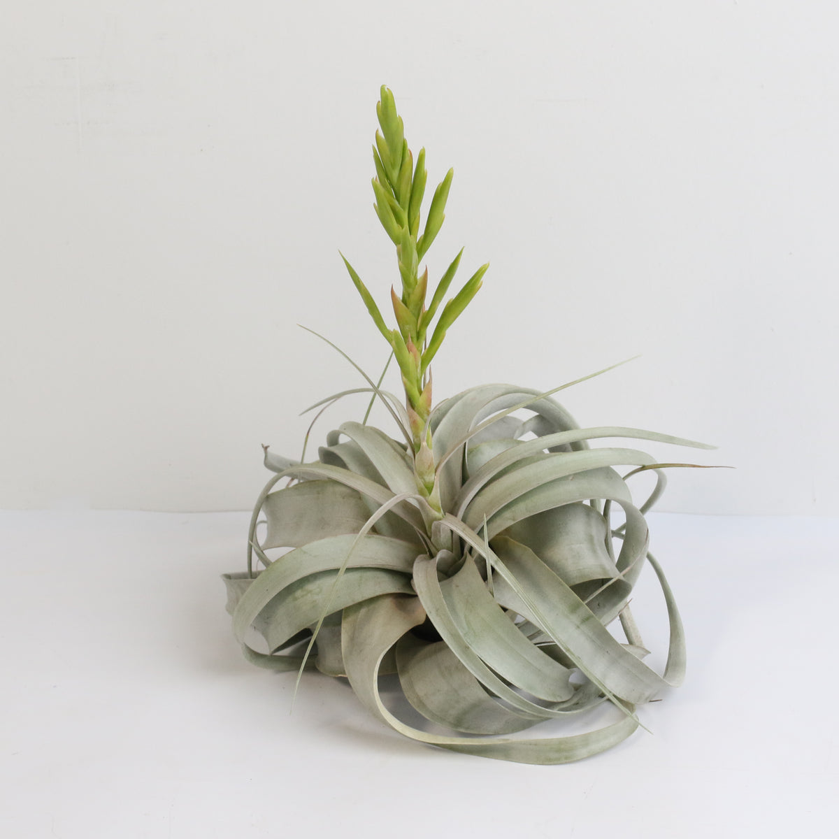 Tillandsia Xerographica Air Plant