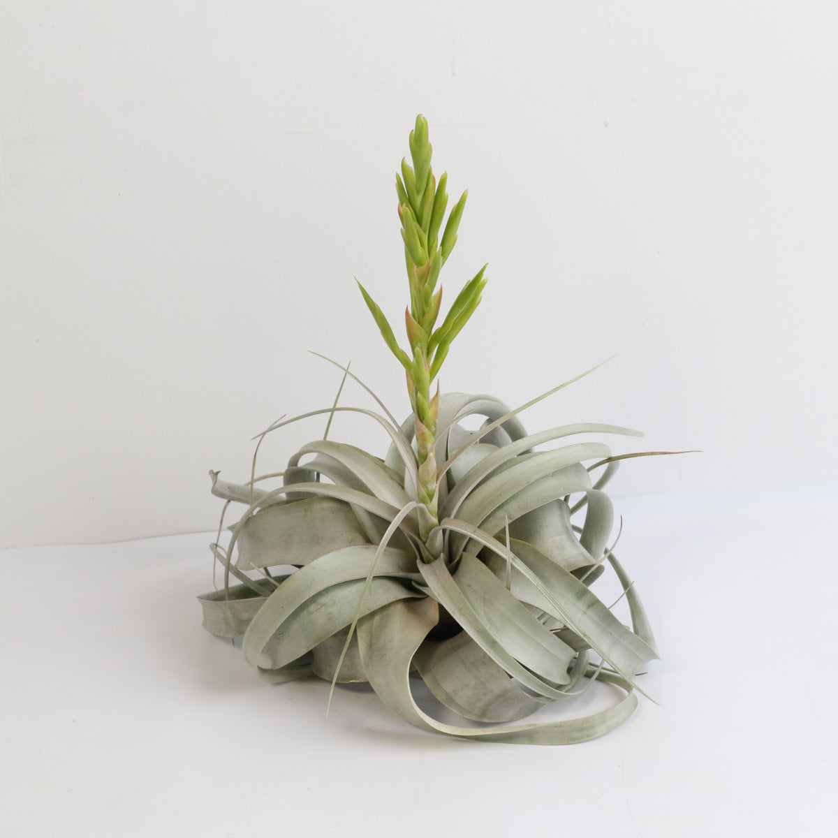 Tillandsia Xerographica Air Plant