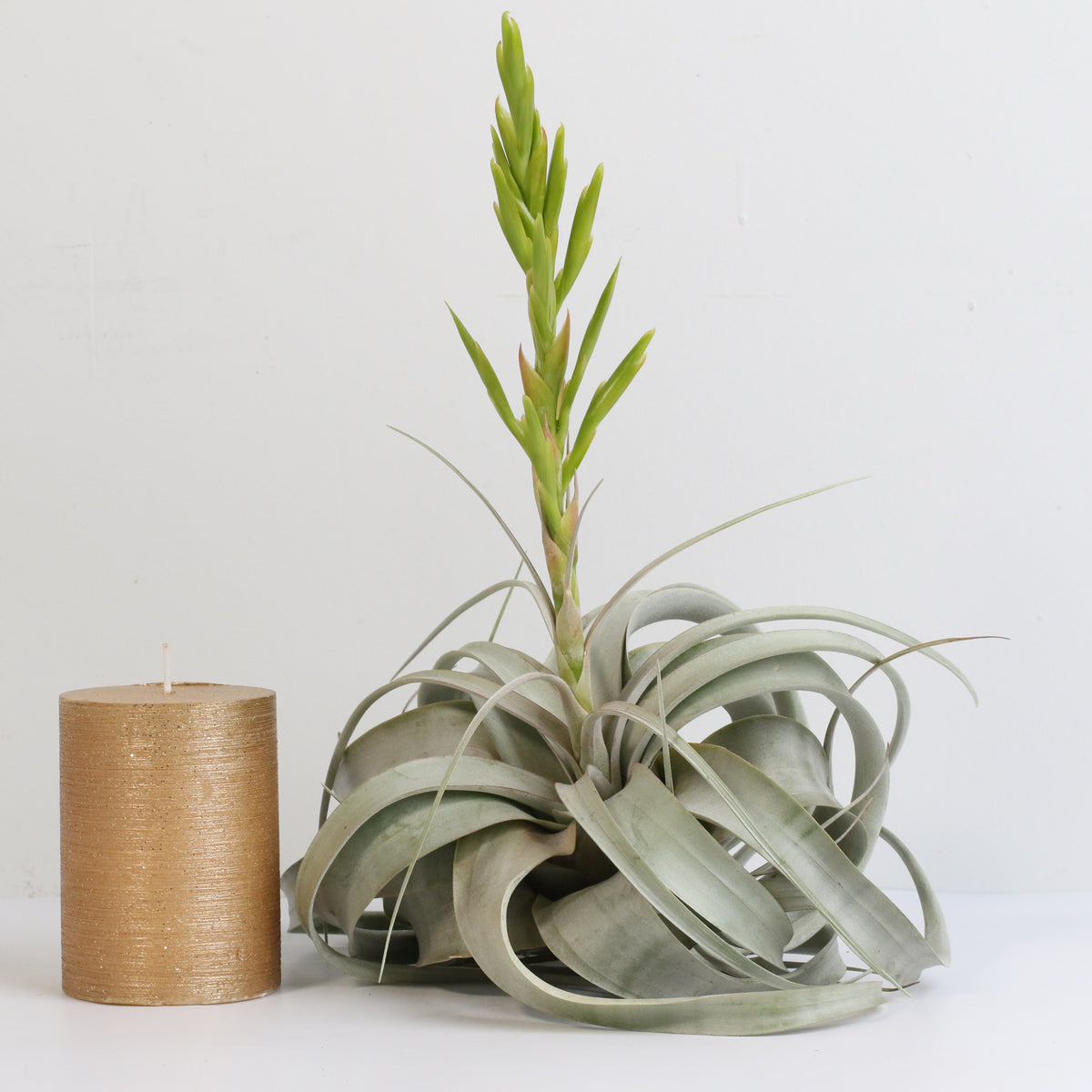 Tillandsia Xerographica Air Plant