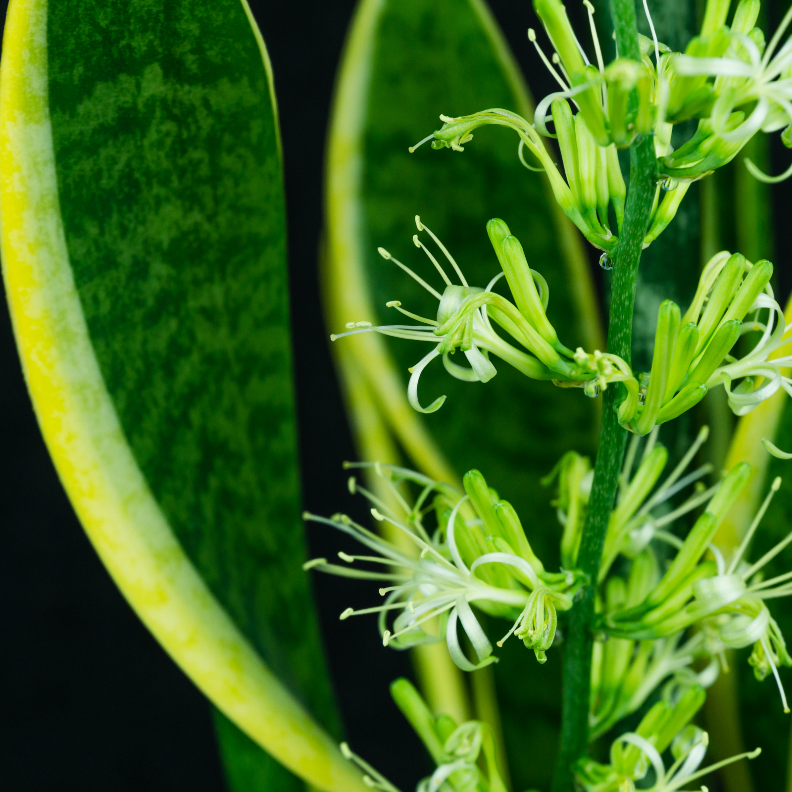 Variegated Yellow Edged Sansevieria Snake Plant