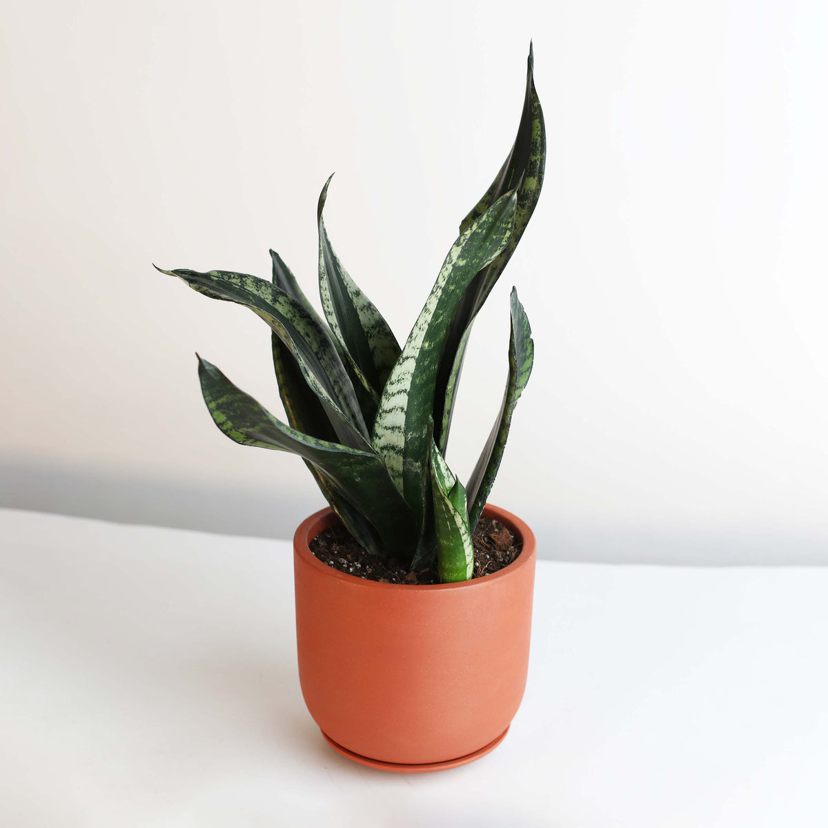 Whitney Sansevieria Snake Plant