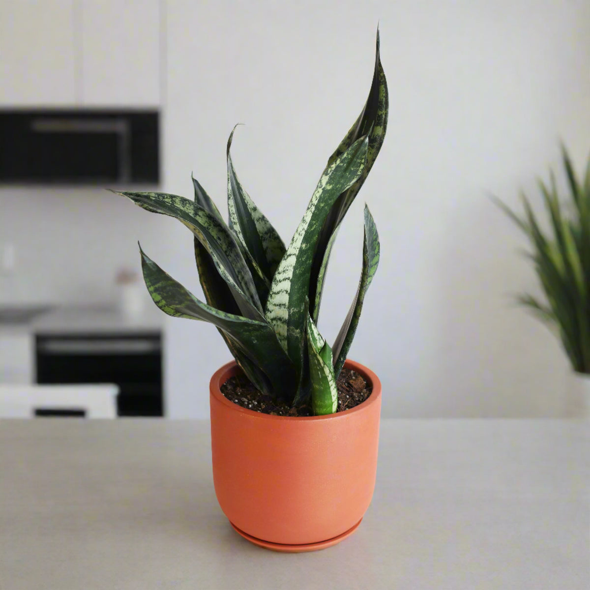 Whitney Sansevieria Snake Plant