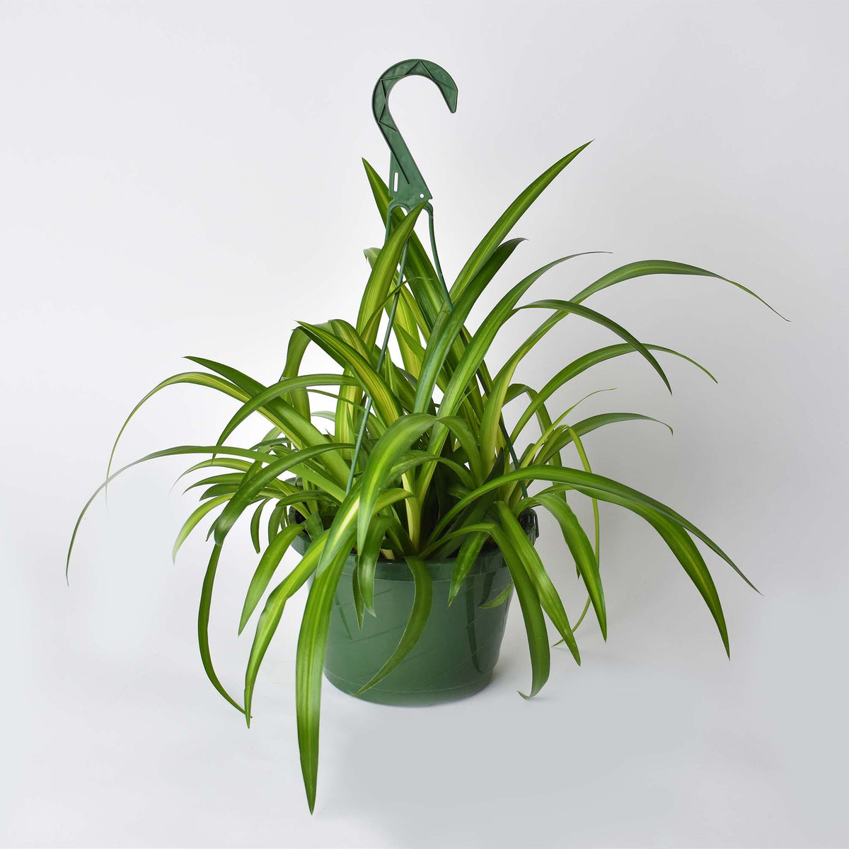 Spider Hardy Plant