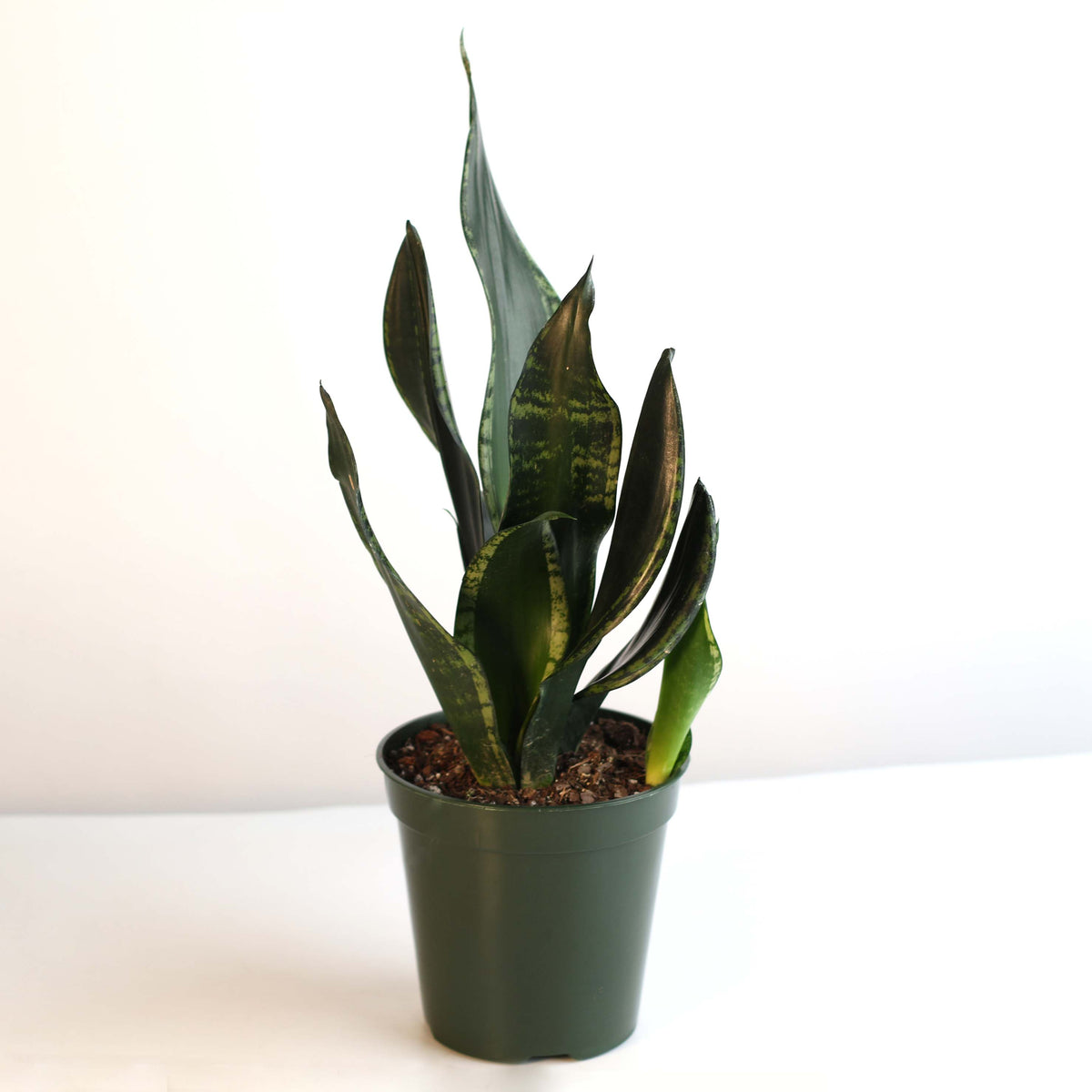 Whitney Sansevieria Snake Plant