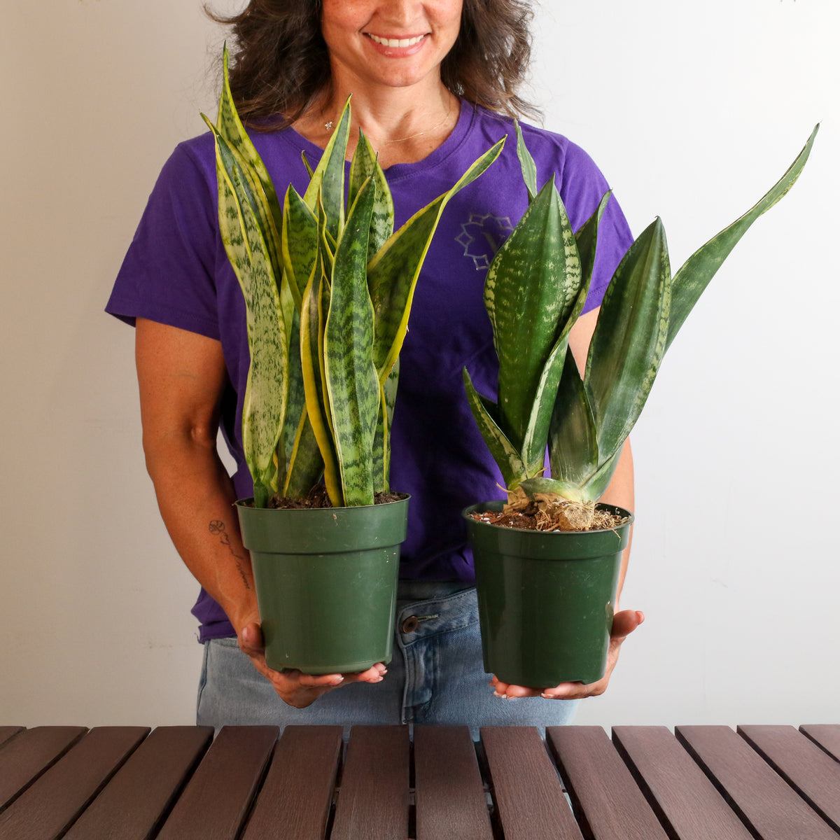 Snake Plants