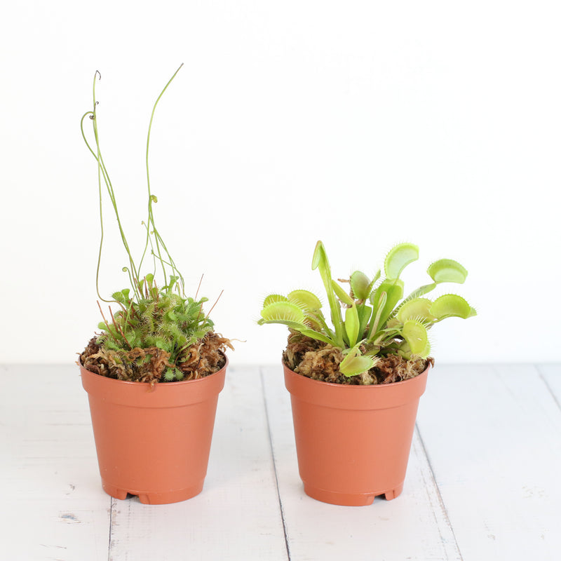 Trap Stars Duo Carnivorous Plant Bundle