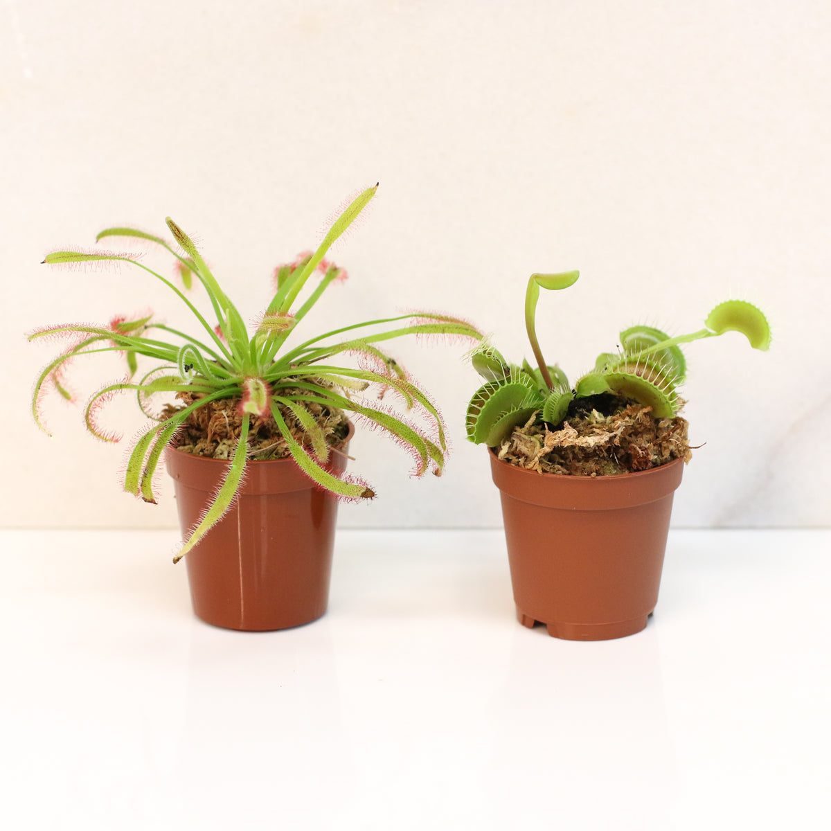 Carnivorous Plant Bundle
