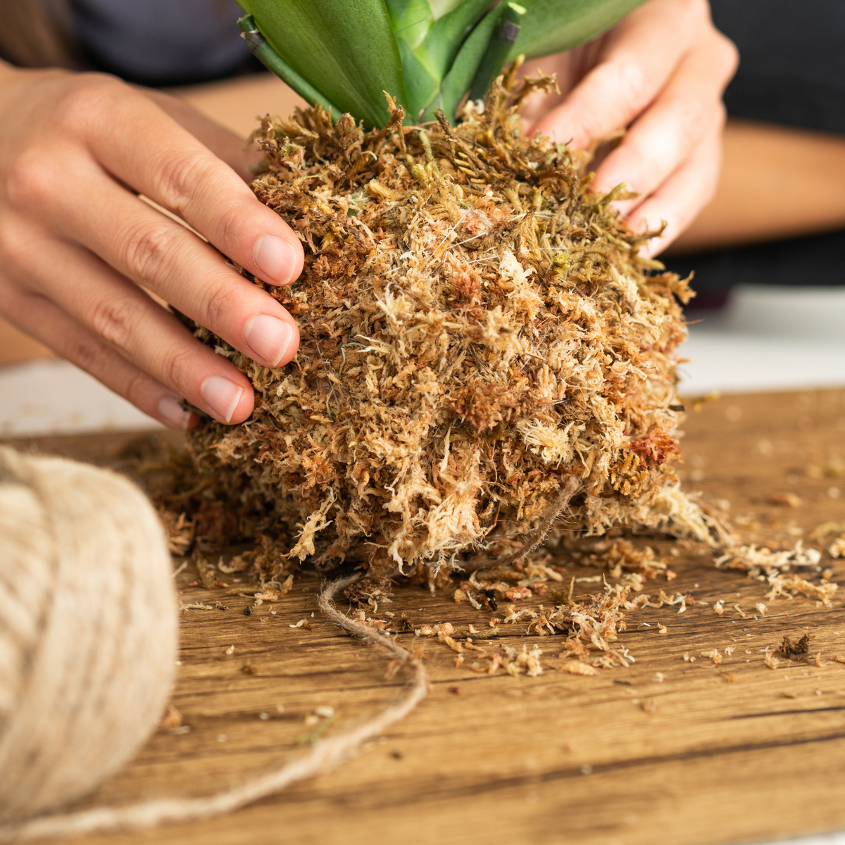 Sphagnum Moss Brick- Nursery