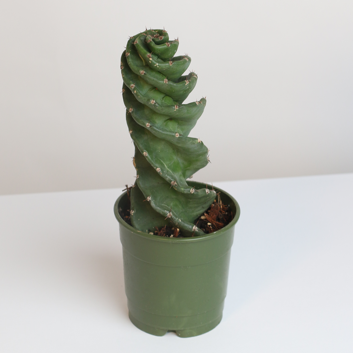 Spiral Cactus