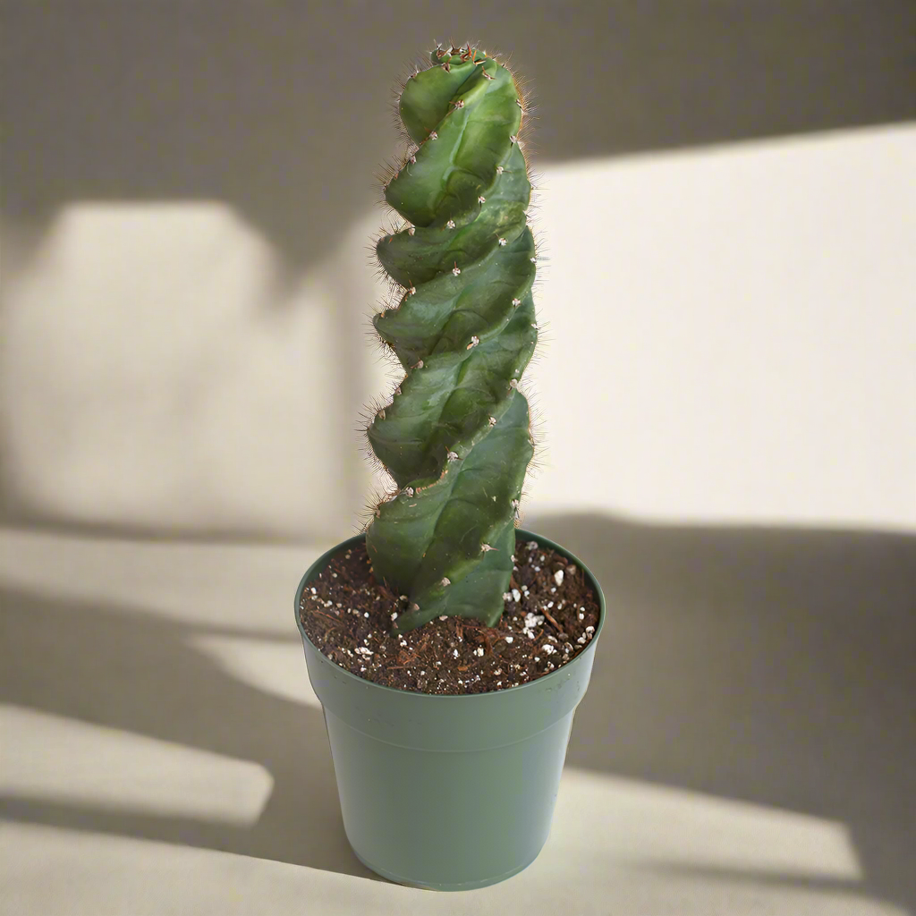 Spiral Cactus