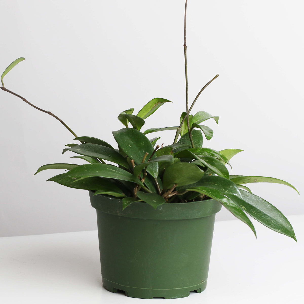 Hoya Pubicalyx Splash Vining Plant