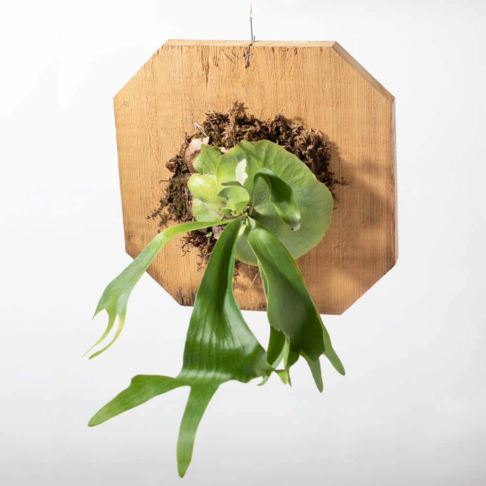 Staghorn Fern – Platycerium bifurcatum 'Elkhorn’