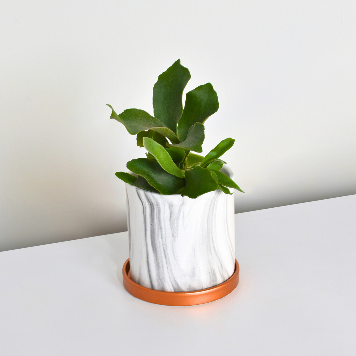 Staghorn Fern – Platycerium bifurcatum 'Elkhorn’