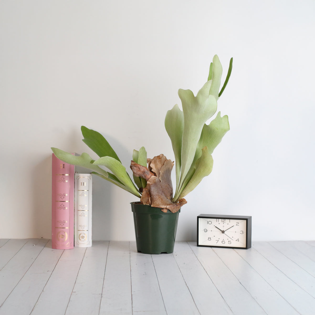 Staghorn Fern – Platycerium bifurcatum 'Elkhorn’