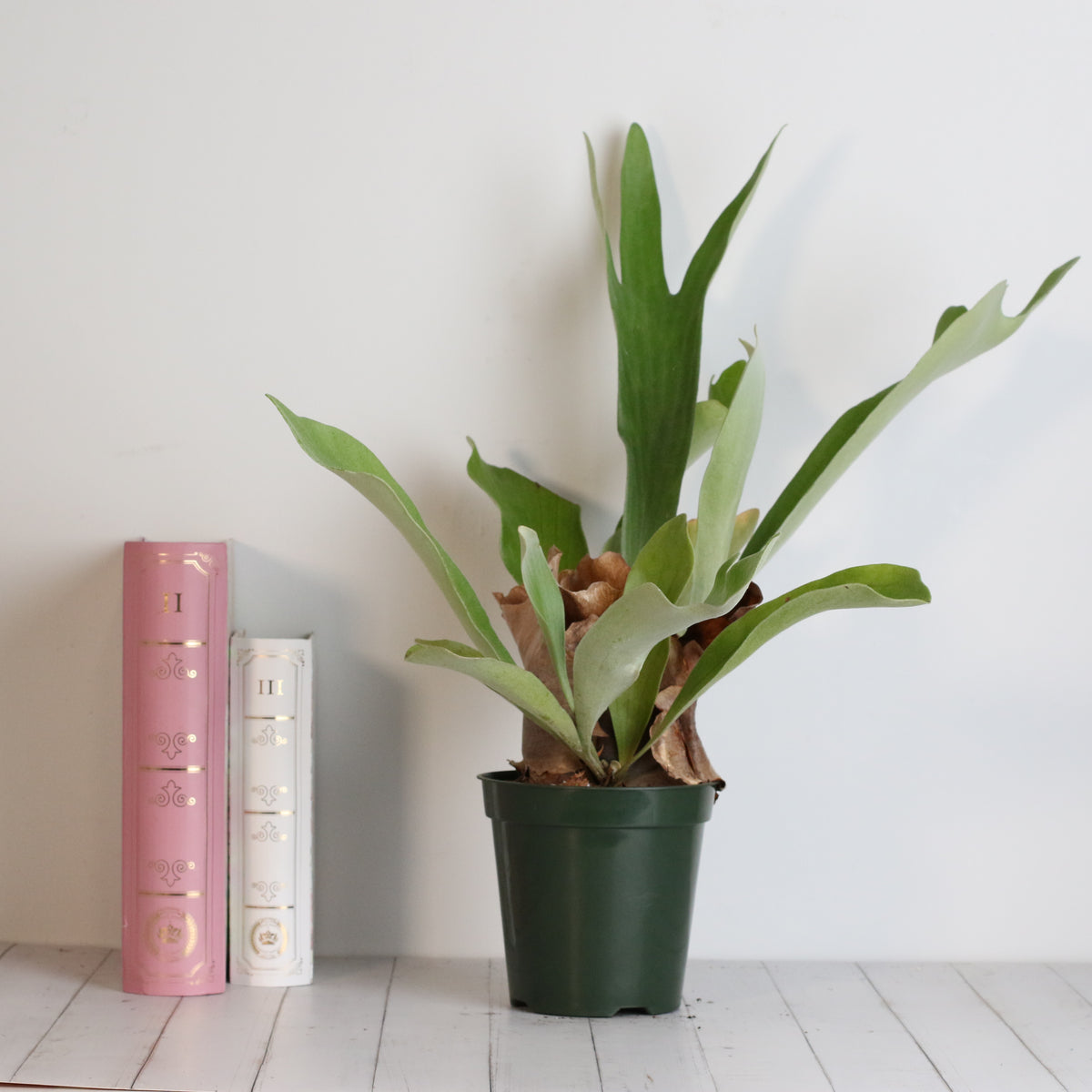 Staghorn Fern – Platycerium bifurcatum 'Elkhorn’