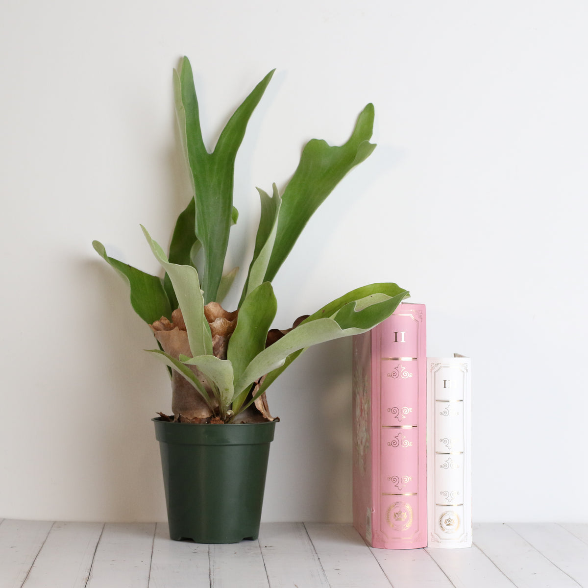 Staghorn Fern – Platycerium bifurcatum 'Elkhorn’