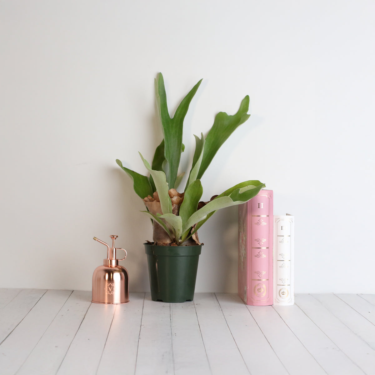 Staghorn Fern – Platycerium bifurcatum 'Elkhorn’