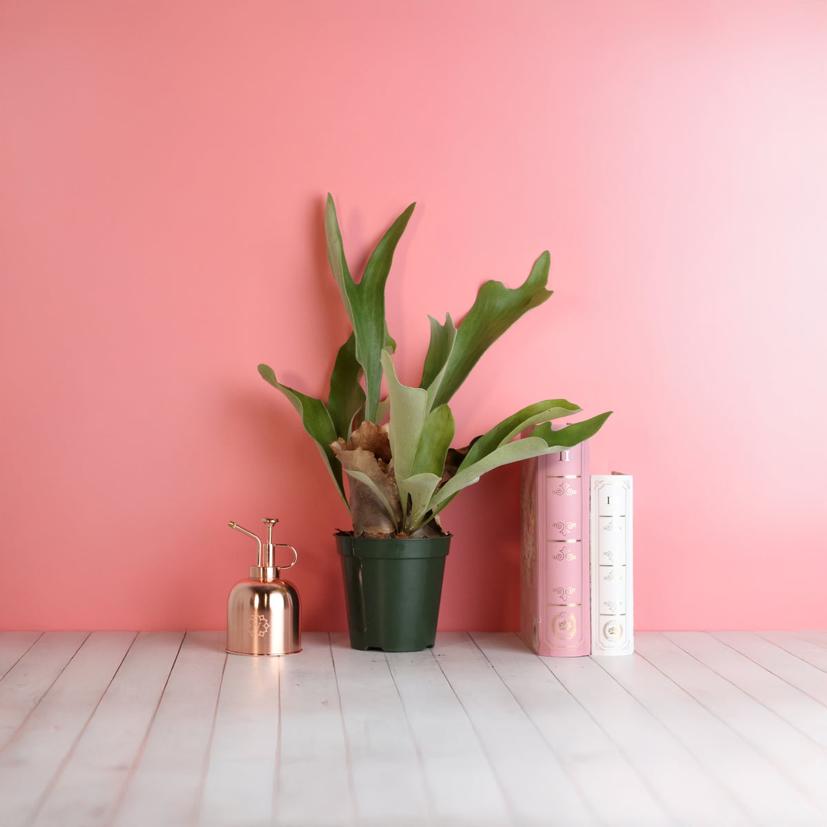 Staghorn Fern – Platycerium bifurcatum 'Elkhorn’