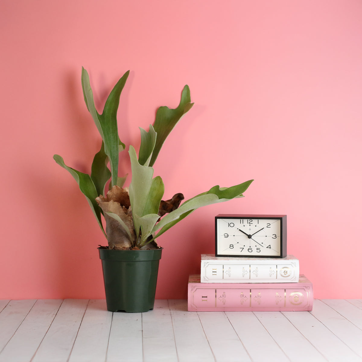 Staghorn Fern – Platycerium bifurcatum 'Elkhorn’