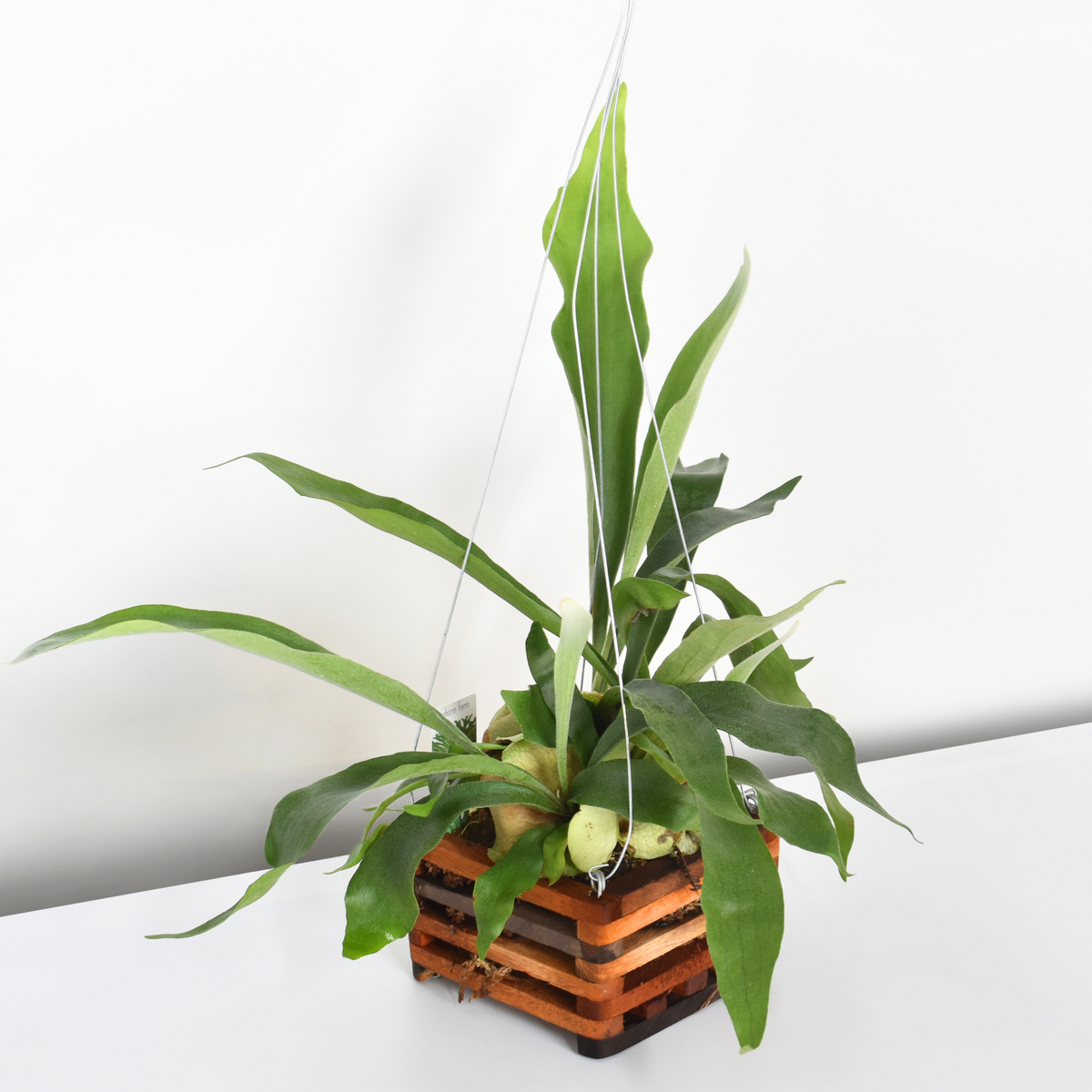 Staghorn Fern – Platycerium bifurcatum 'Elkhorn’