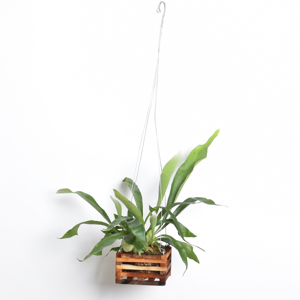 Staghorn Fern – Platycerium bifurcatum 'Elkhorn’