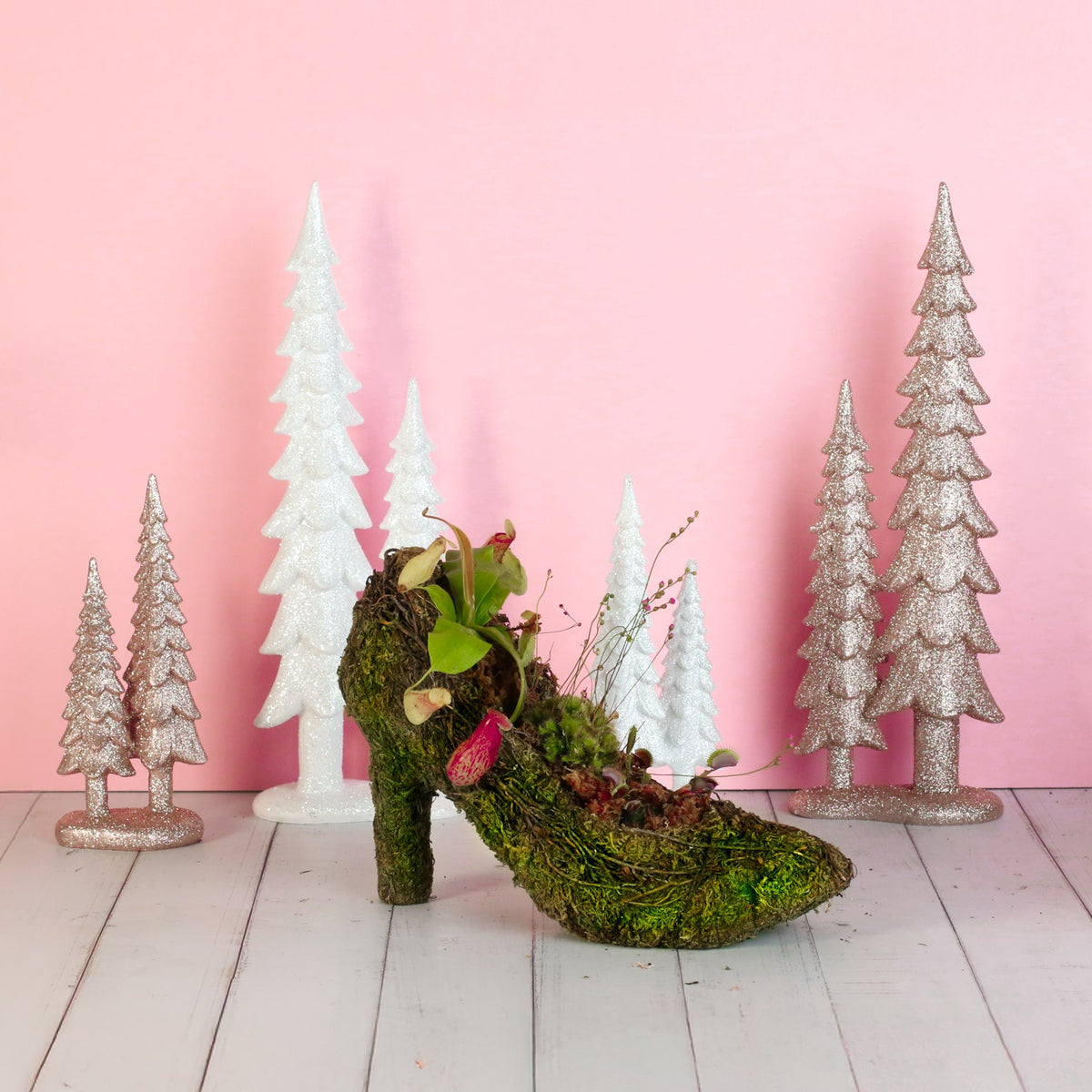 Carnivorous Plants in Moss Heel Planter