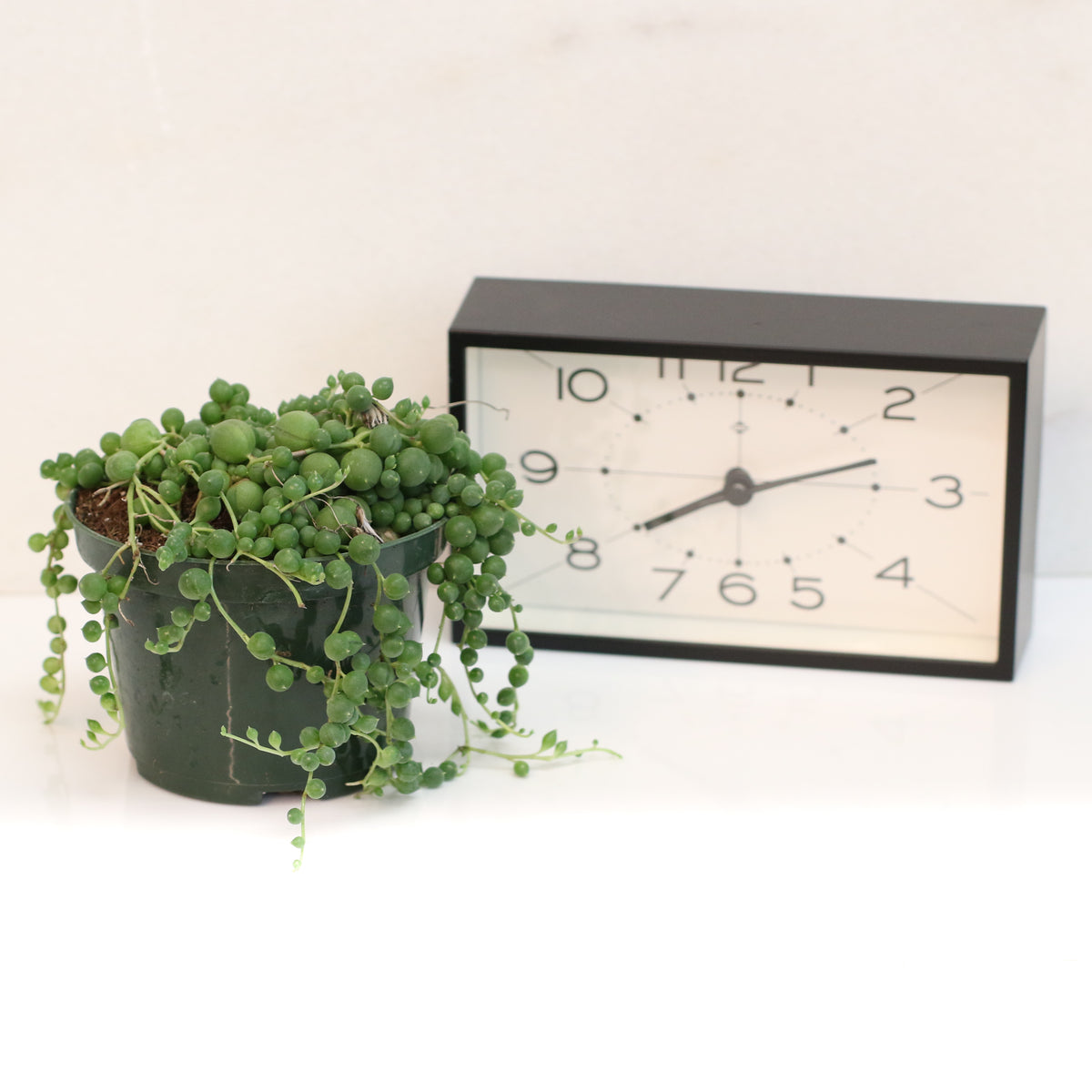 String of Pearls Regular Trailing Plant