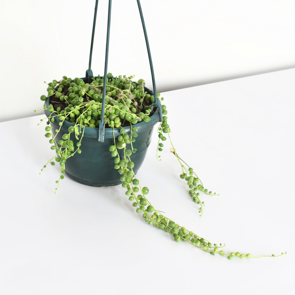 String of Pearls Regular Trailing Plant