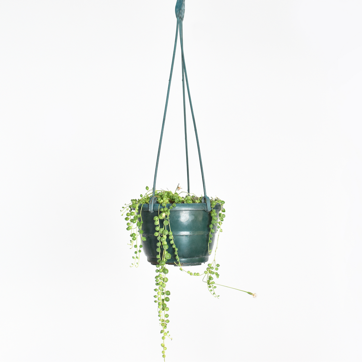 String of Pearls Regular Trailing Plant