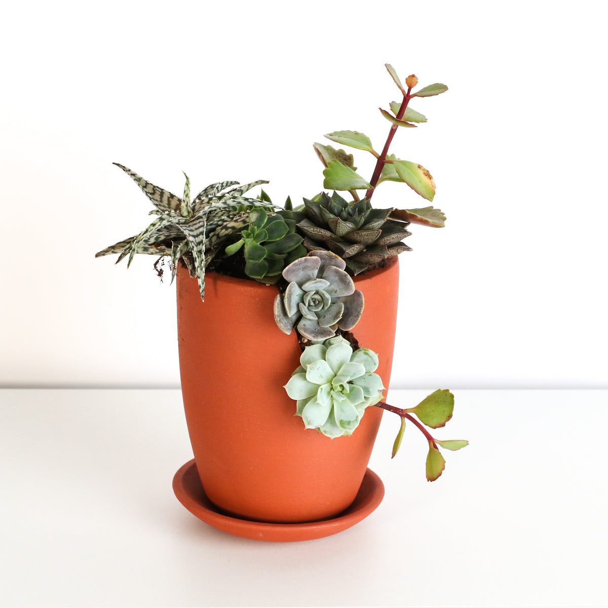 Nia-Terracotta Empty Planter