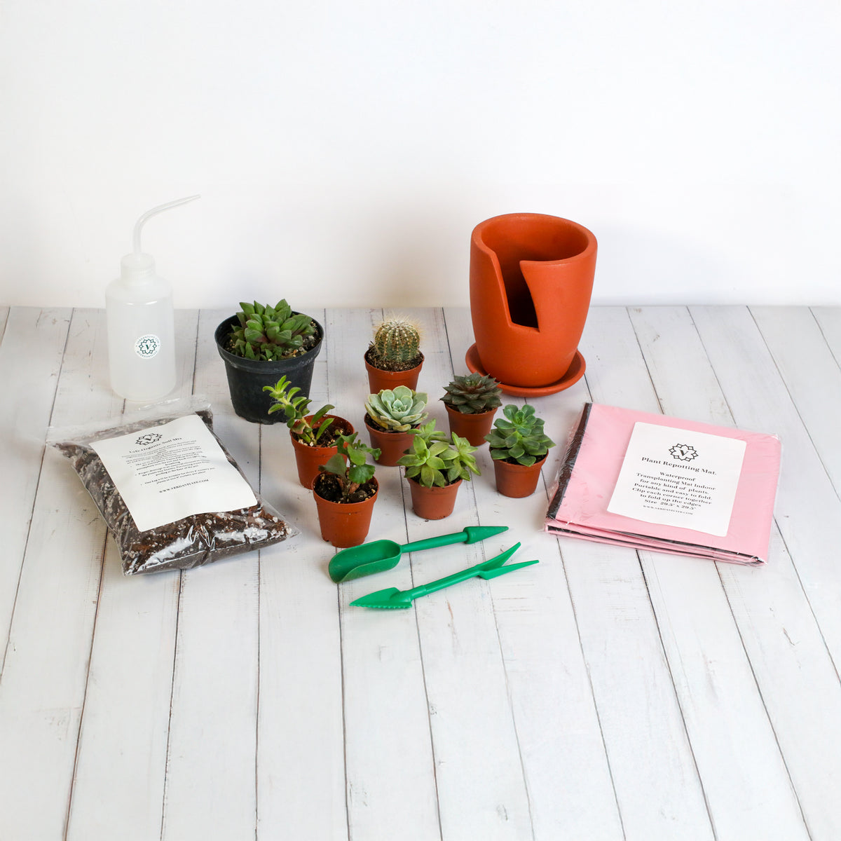Succulent Terracotta Creations DIY Kit