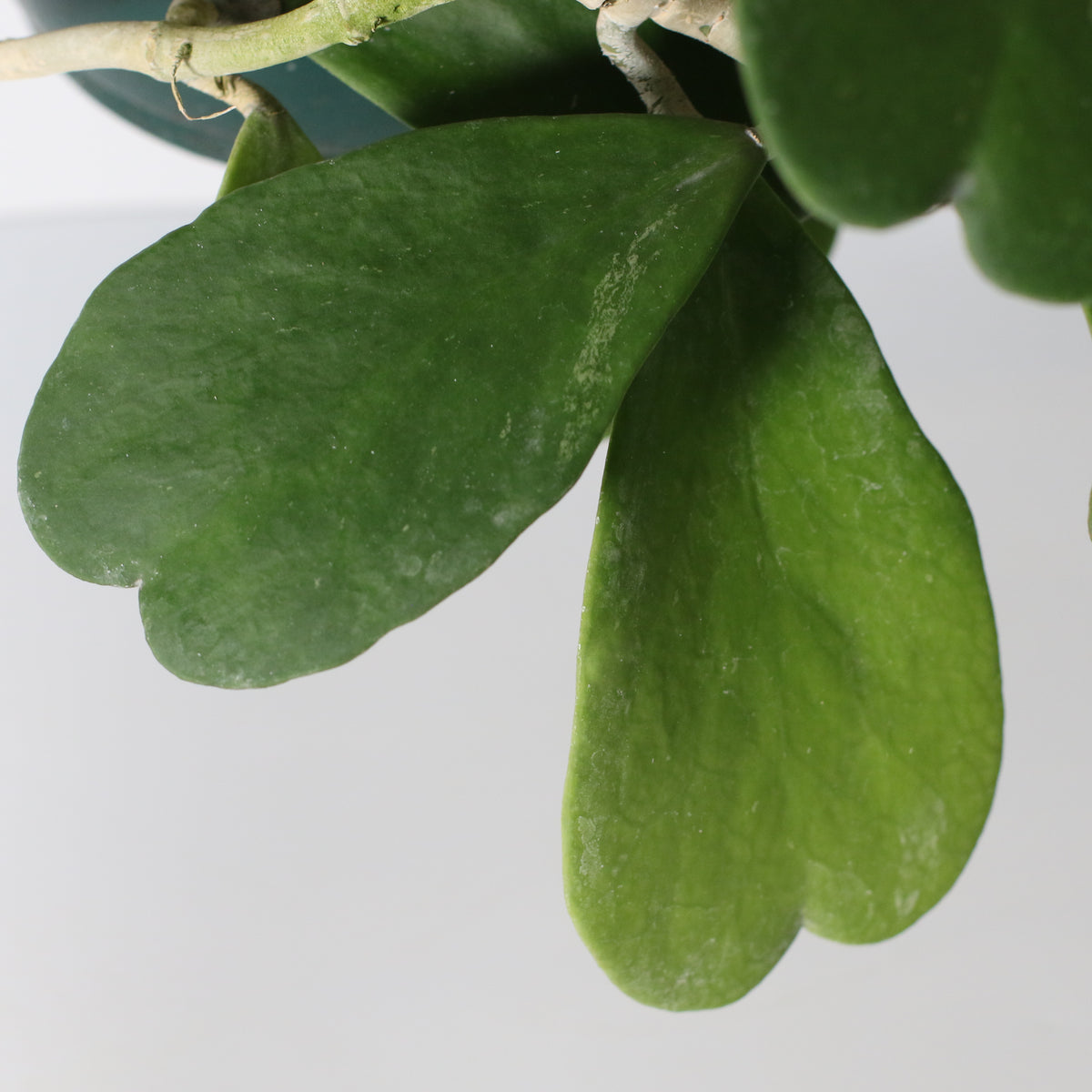 Hoya Kerrii 'Hearts' Sweetheart Valentine Plant