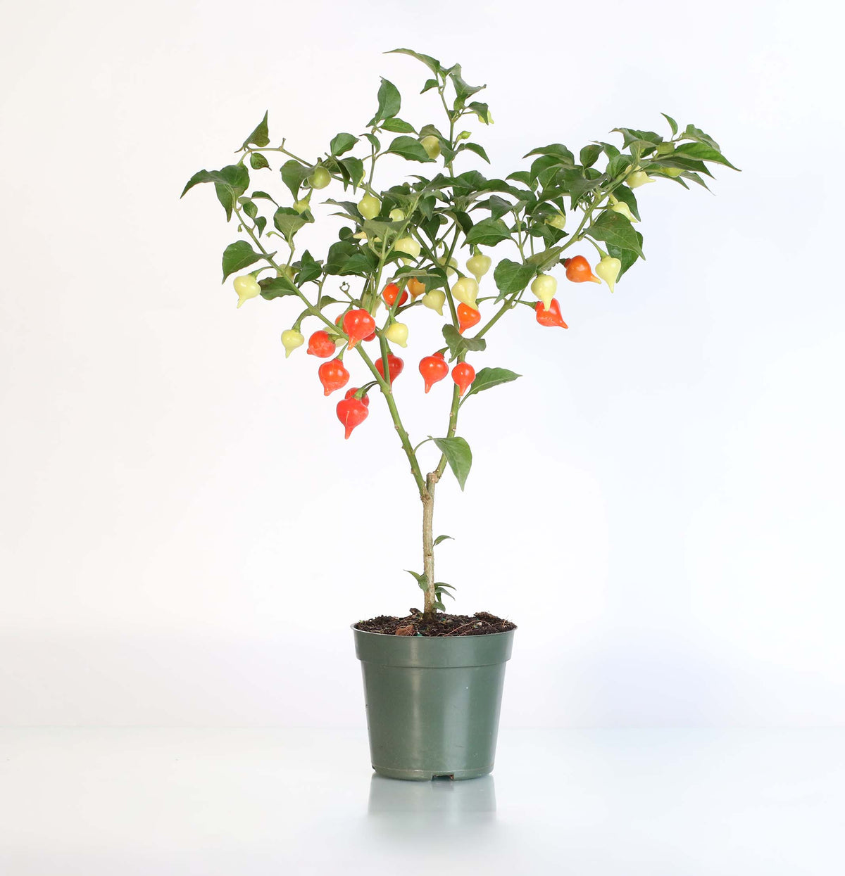 Sweety Drop Pepper Pimenta Biquinho Little Beak Pepper Plant