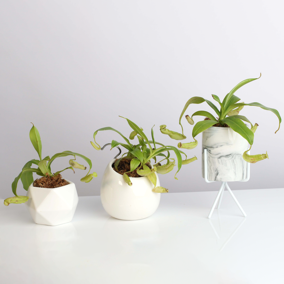 Nepenthes Sanguinea Carnivorous Pitcher Plant