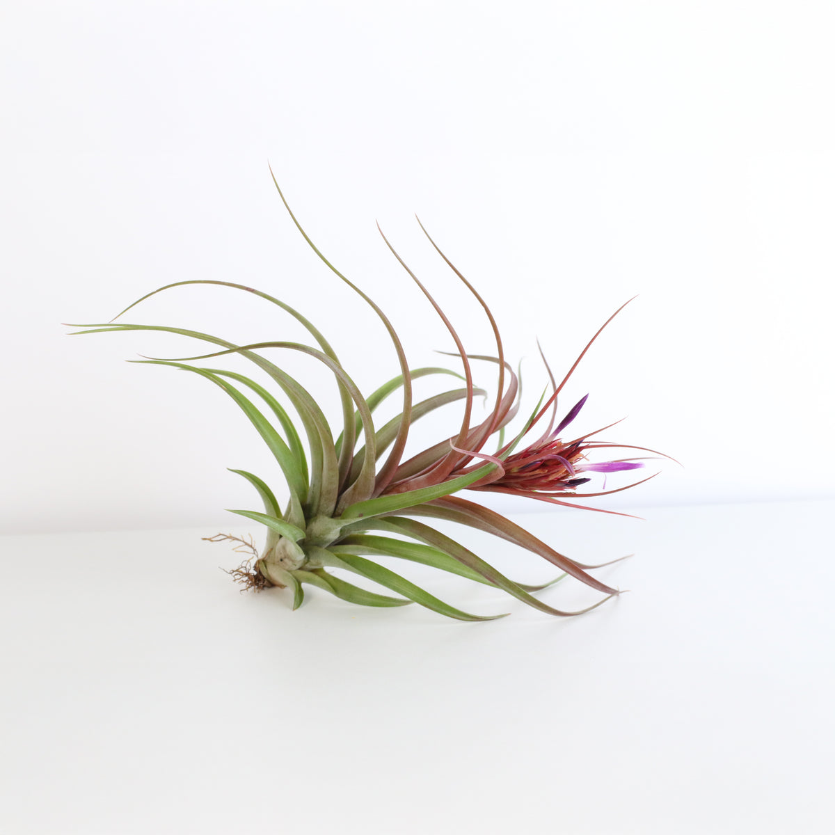 Tillandsia Brachycaulos Hybrid Air Plant