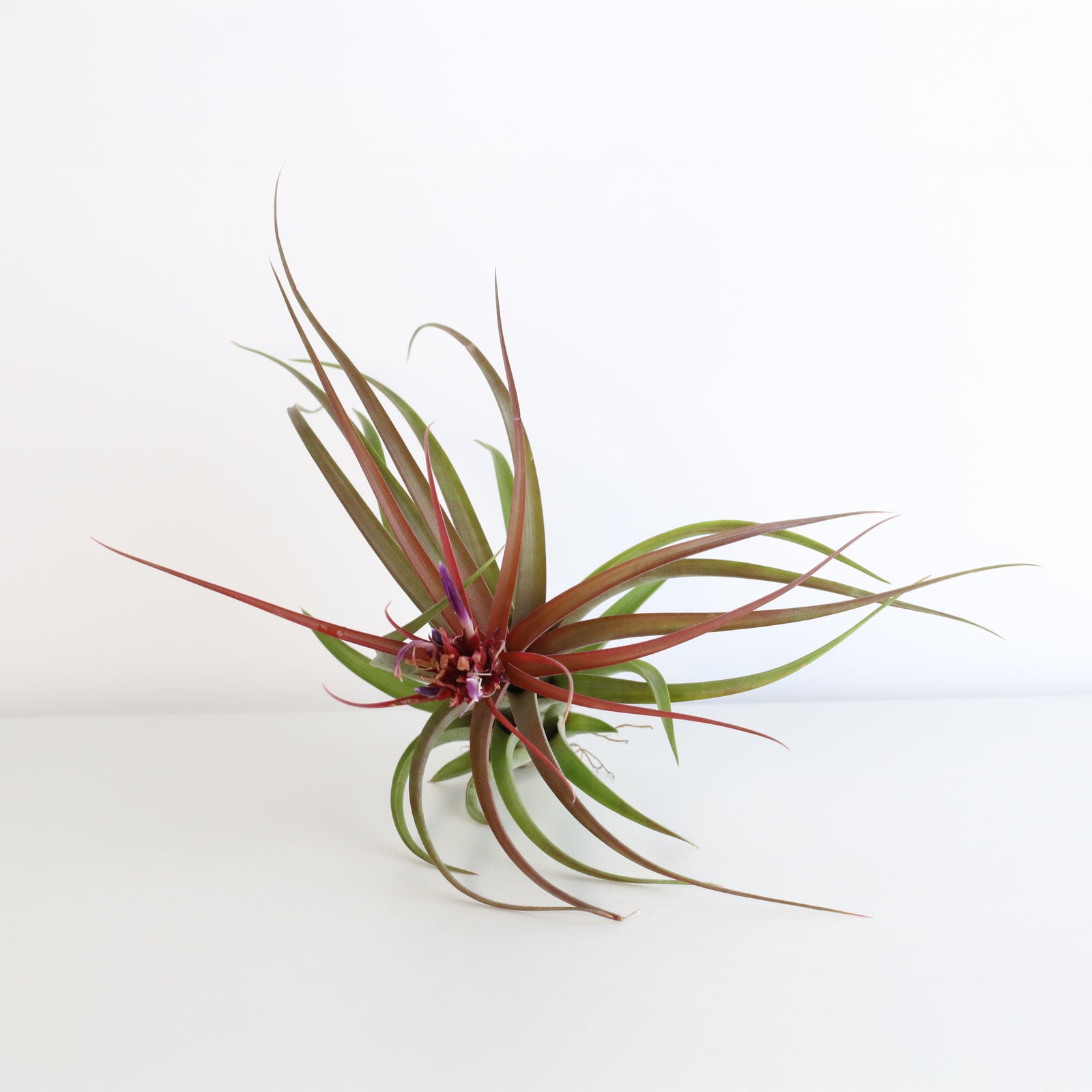Tillandsia Brachycaulos Hybrid Air Plant with Mister